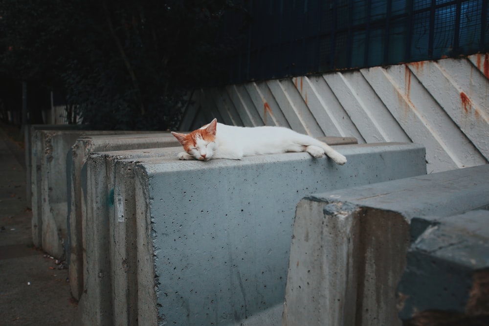 white cat lying on gray concrete wall