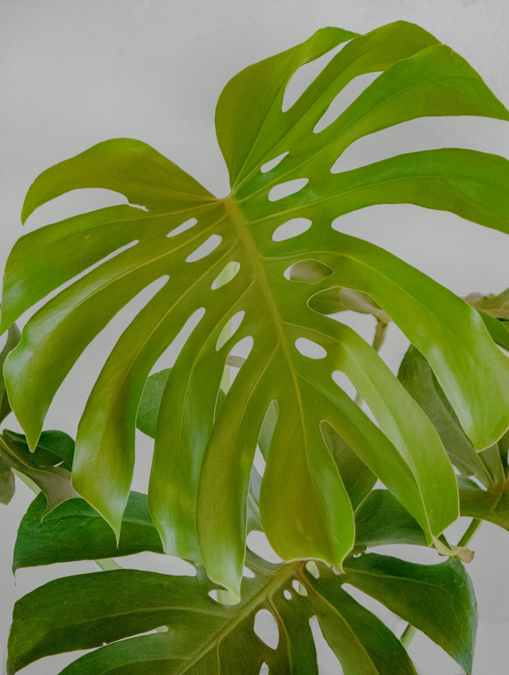 green leaves in close up photography