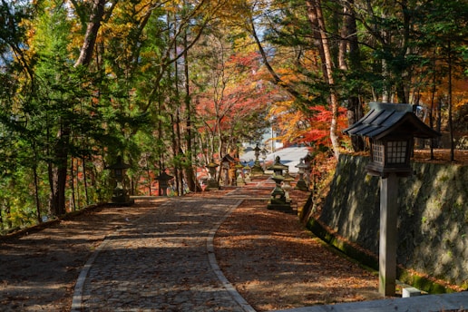 A tranquil Kyoto temple garden bathed in soft morning light, with vibrant autumn leaves scattered on the stone path.