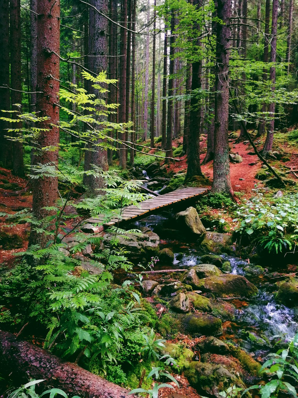 brown tree log on river