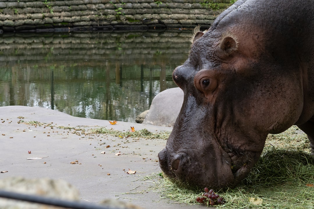  brown animal on white sand during daytime hippopotamus