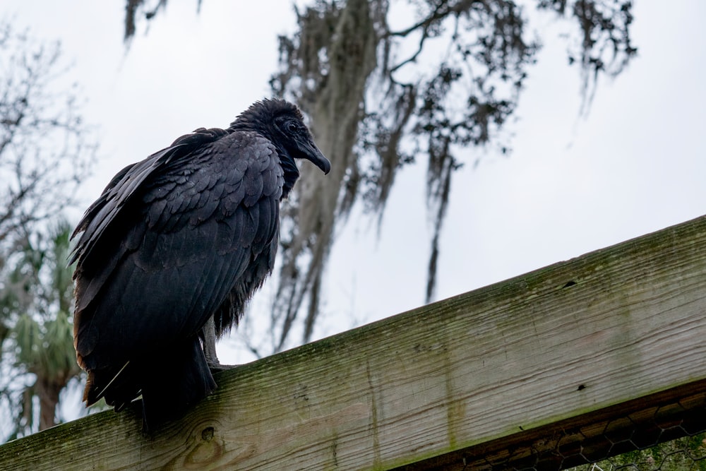 black bird on brown wooden fence during daytime