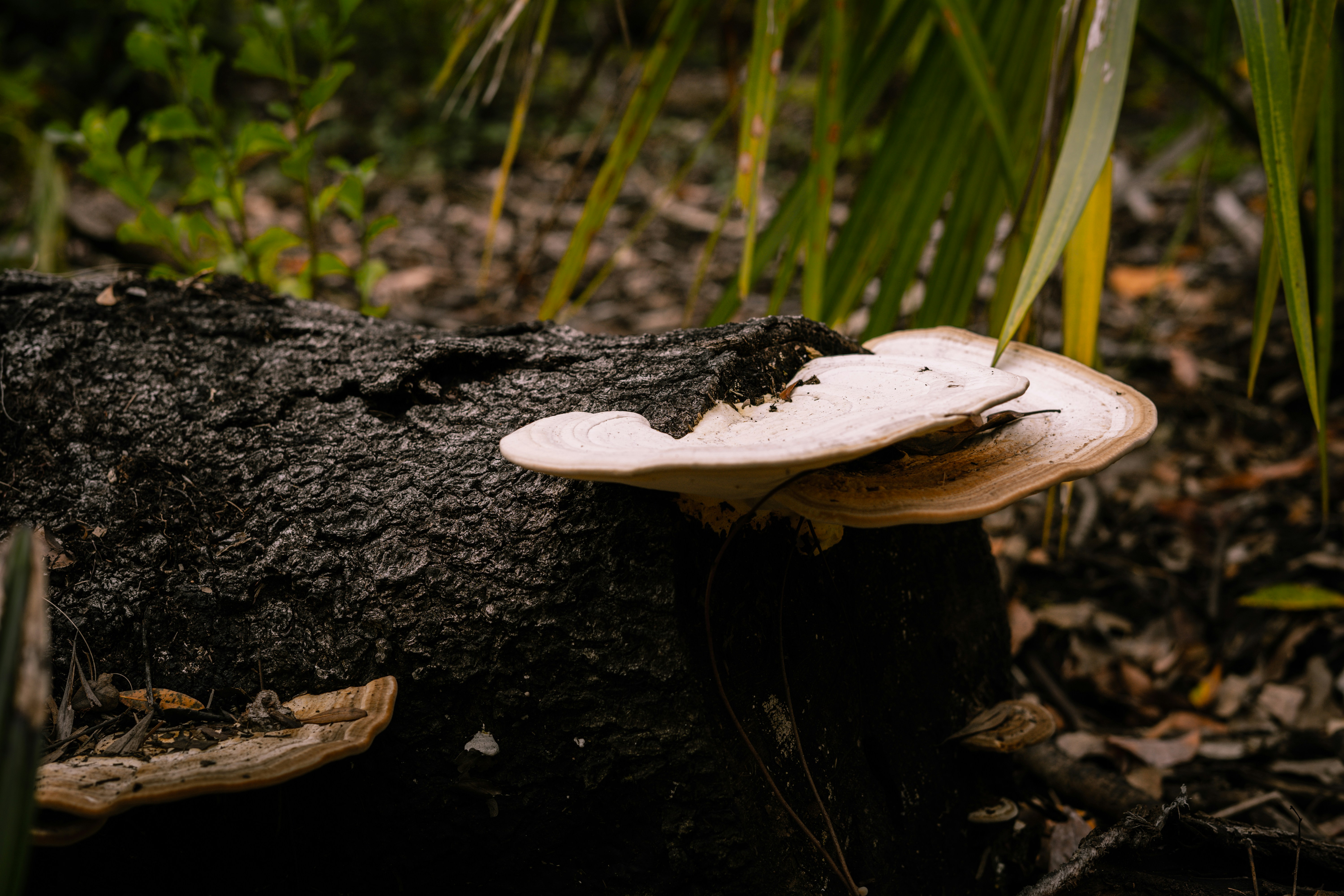 Photo by marcusurbenz