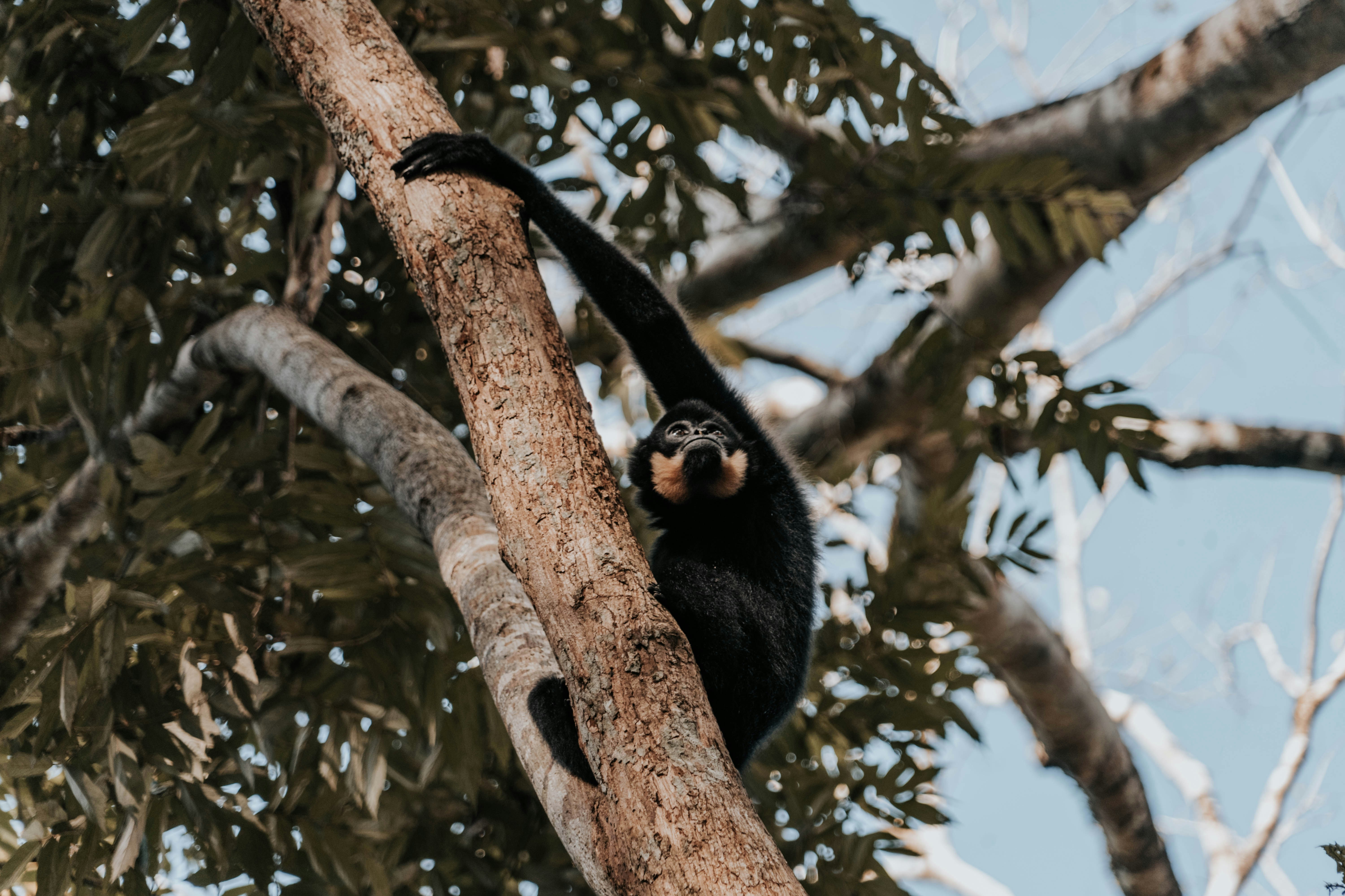 昼間の茶色の木の枝の黒と白の猿