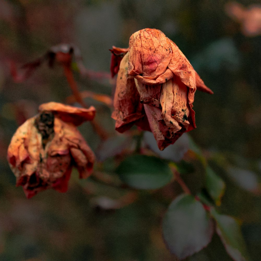 brown flower bud in close up photography