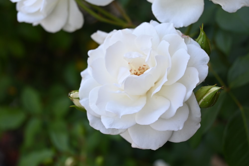 white flower in tilt shift lens