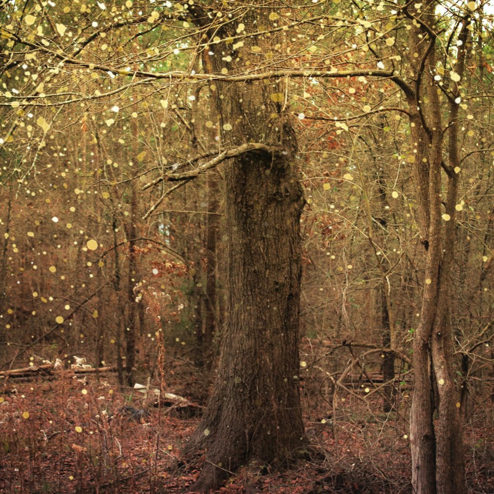 brown and green trees during daytime