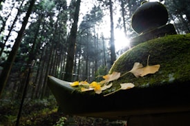Sunlight filters through tall trees in a dense forest, casting light on a moss-covered stone structure adorned with yellow leaves. The atmosphere is serene and natural, with a blend of light and shadow creating a calming effect.
