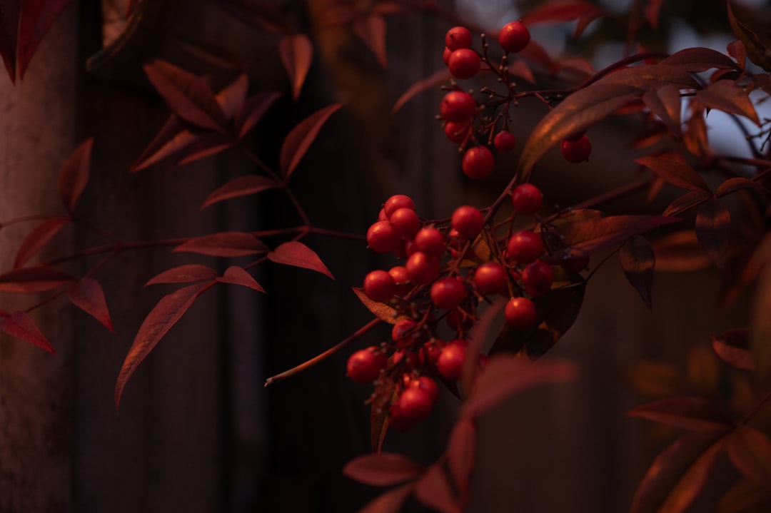 red round fruits in tilt shift lens