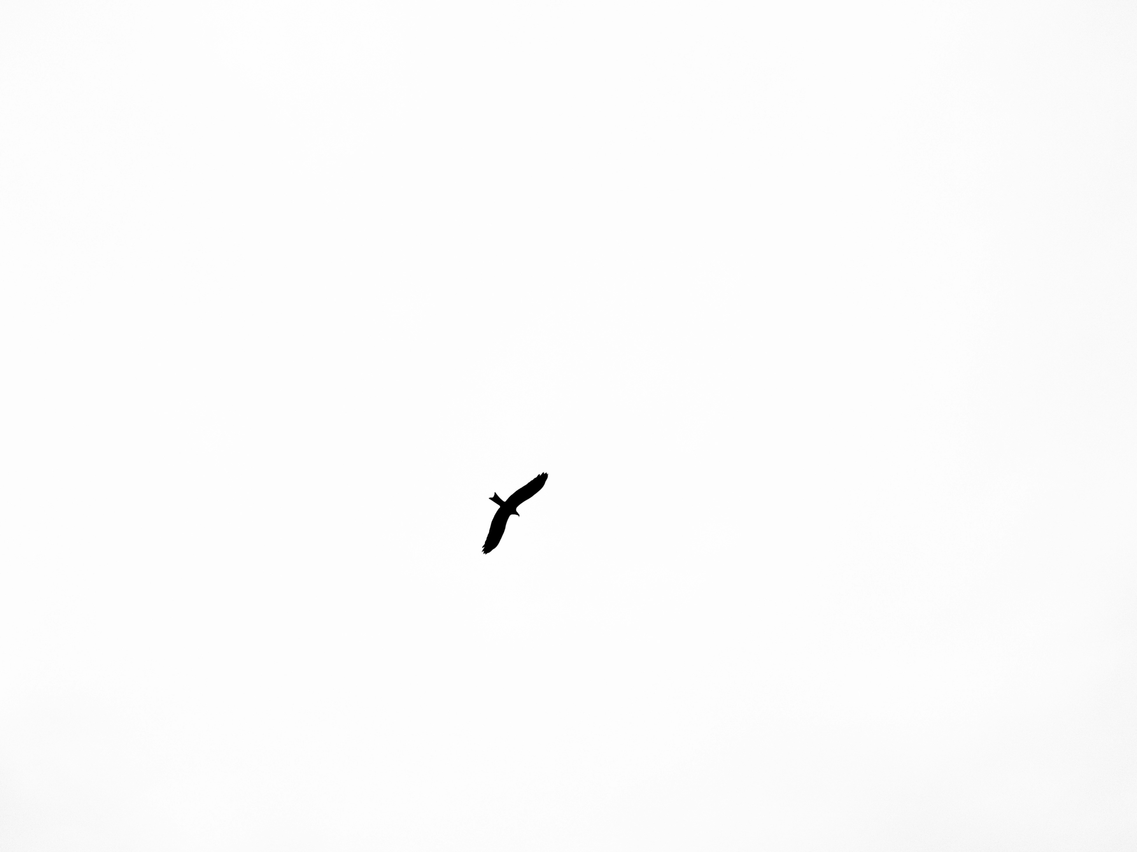 Black bird flying in the sky photo – Free White Image on Unsplash