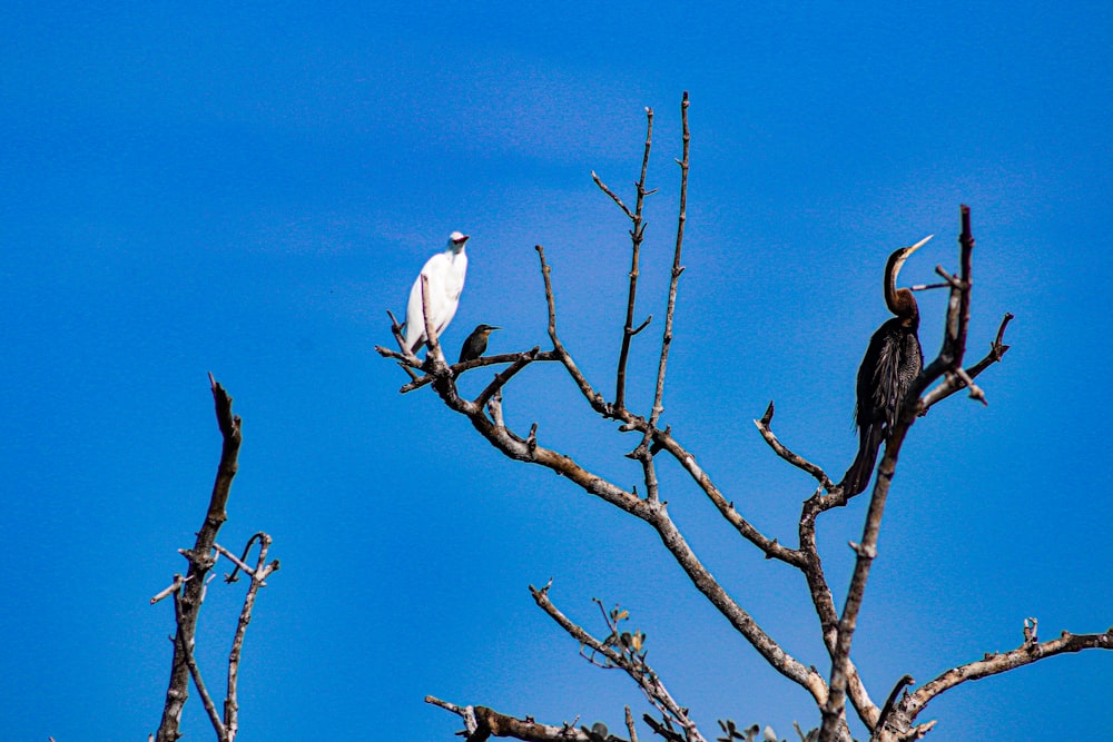 white bird on brown tree branch during daytime