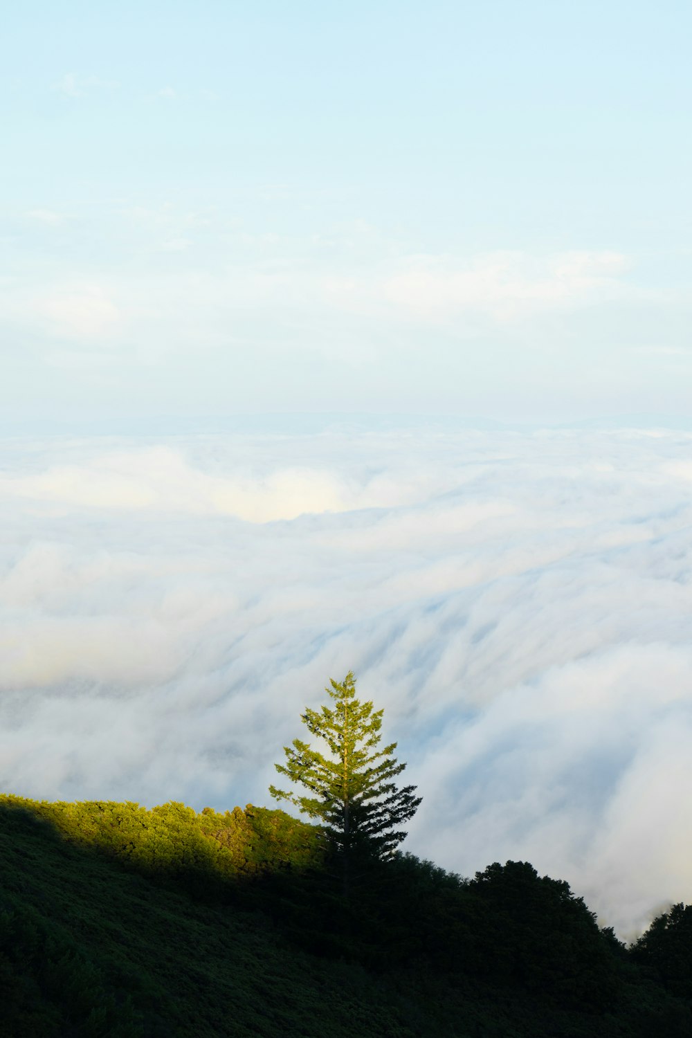 green trees on mountain under white clouds during daytime