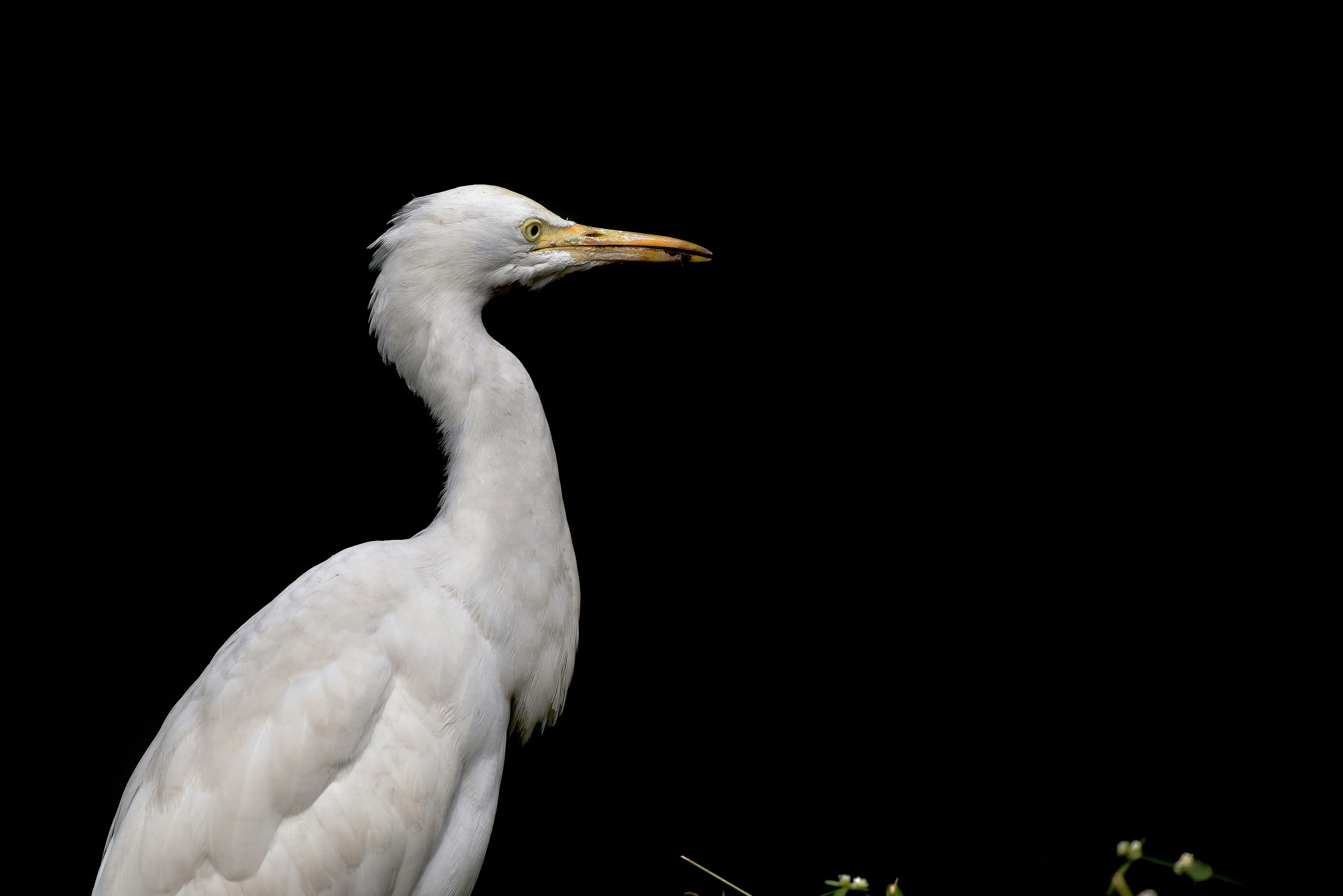 white bird on black background