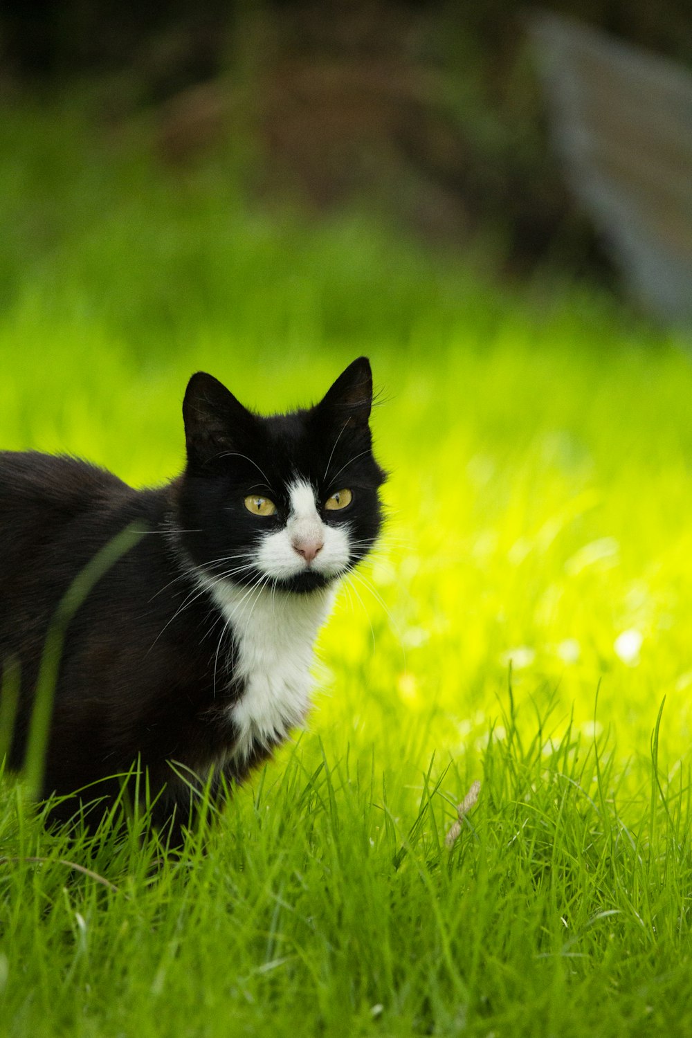 tuxedo cat on green grass during daytime