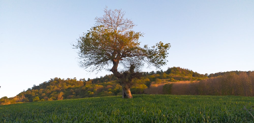 green tree on green grass field during daytime