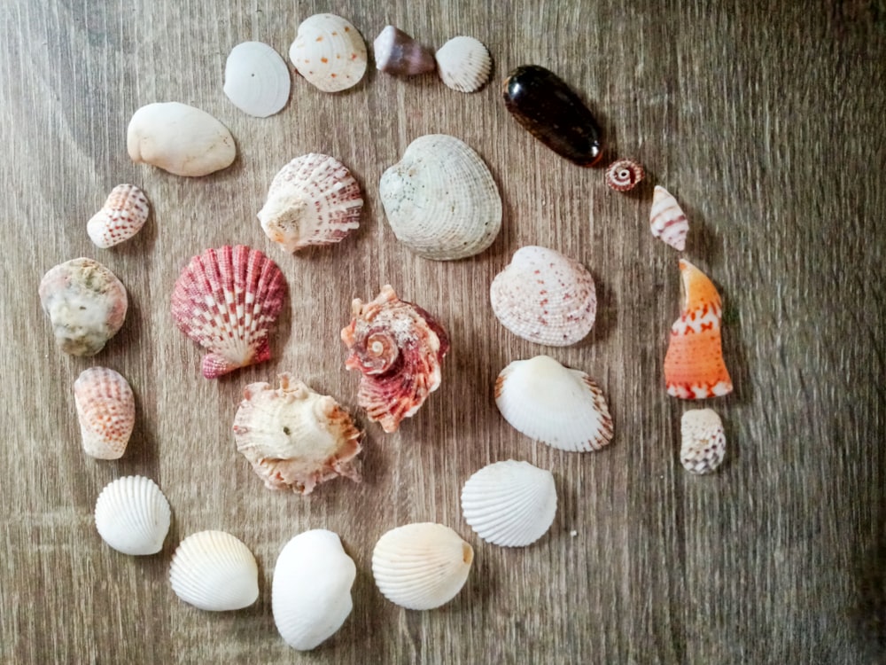 white and brown seashells on gray wooden table