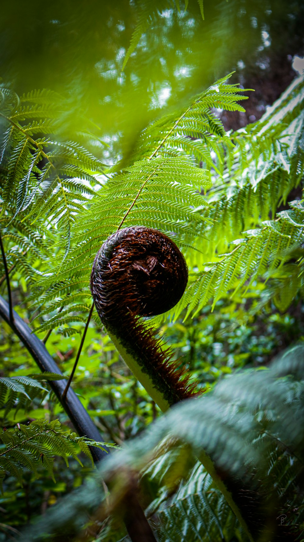 pianta di felce verde durante il giorno