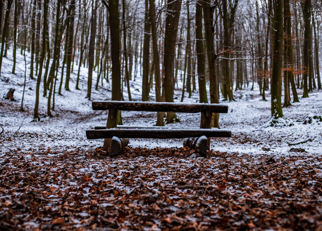 brown wooden bench on snow covered ground