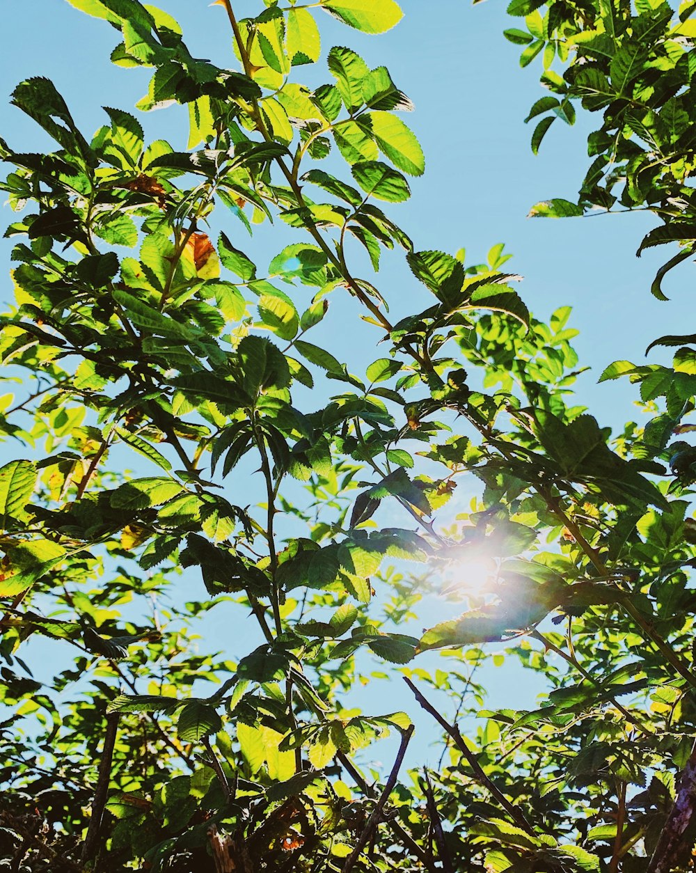 sun rays coming through green leaves