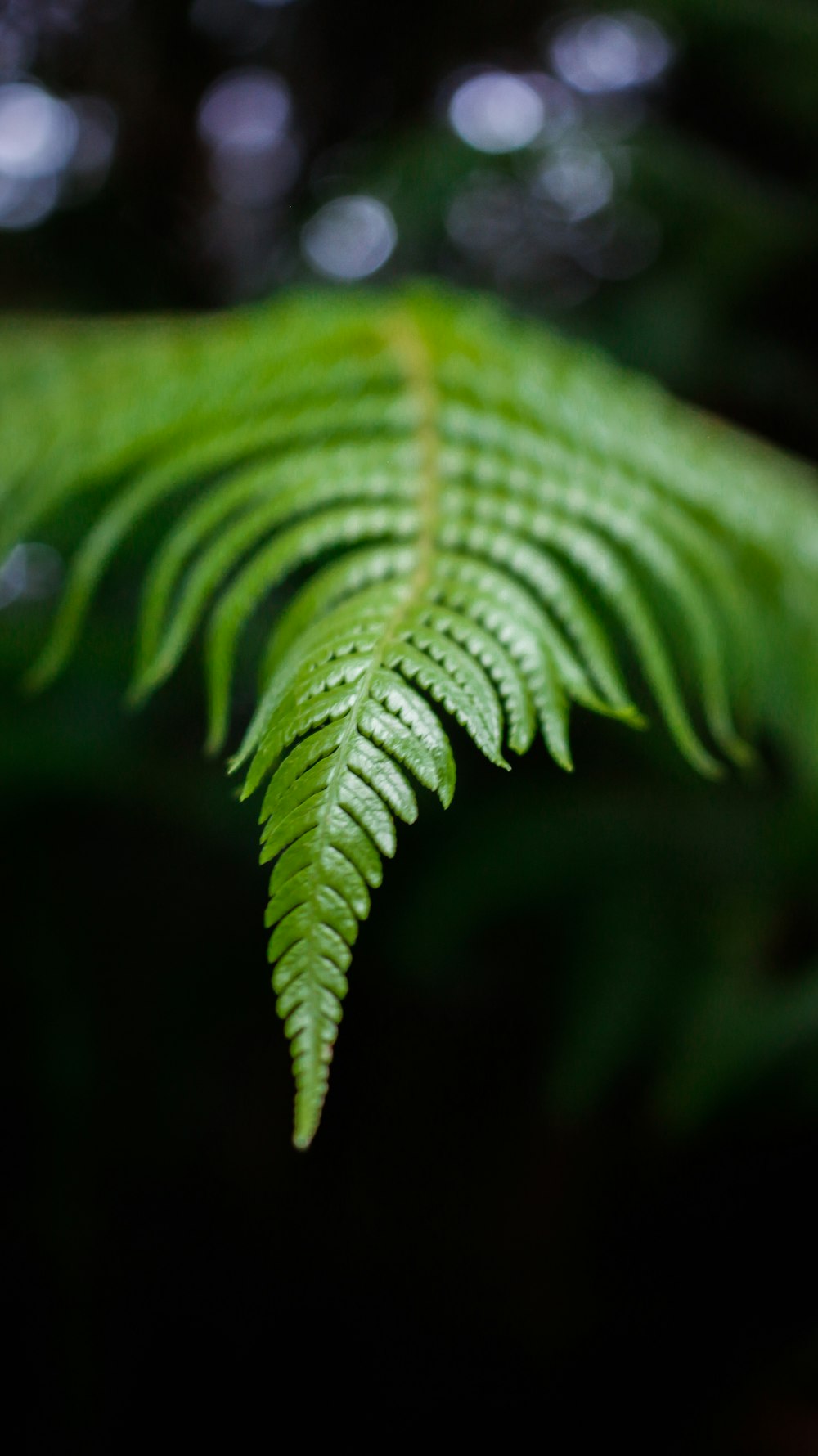 green leaf in close up photography