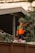 A man in an orange and green uniform stands amidst a pile of plant debris and waste, suggesting a waste management or recycling activity. Large industrial buildings and palm trees are visible in the background.