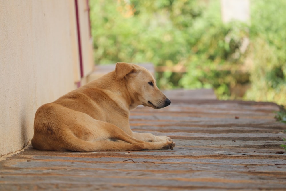 brown short coated dog lying on brown wooden floor during daytime