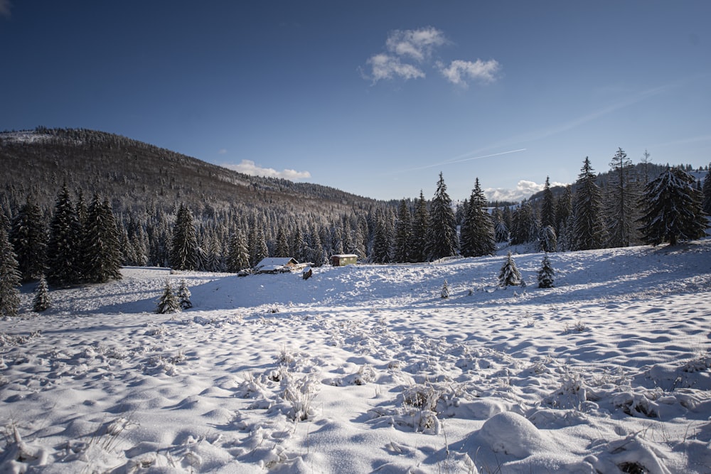 green pine trees on snow covered ground under blue sky during daytime