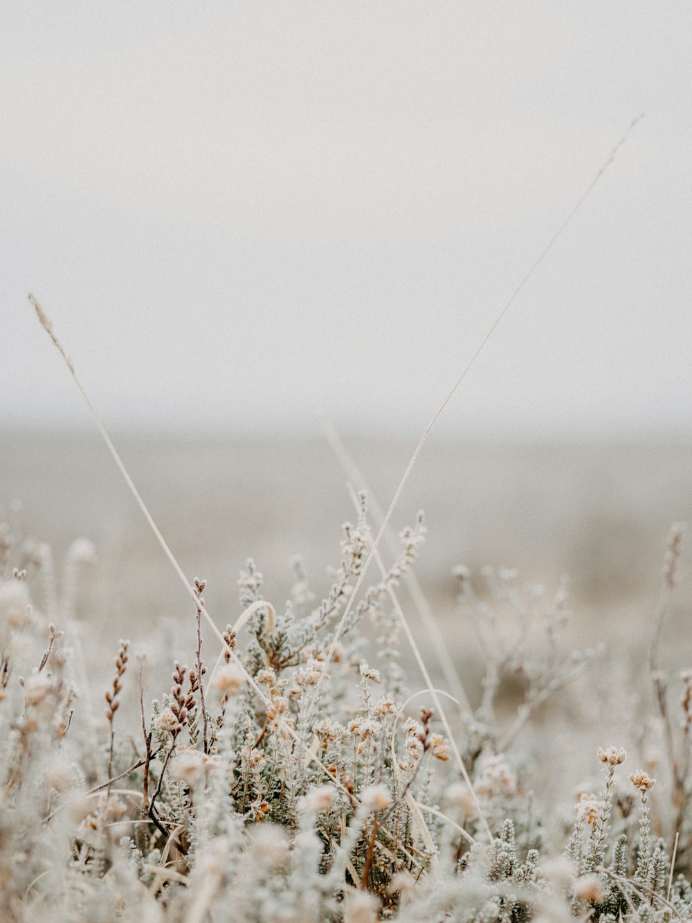 white flowers in tilt shift lens