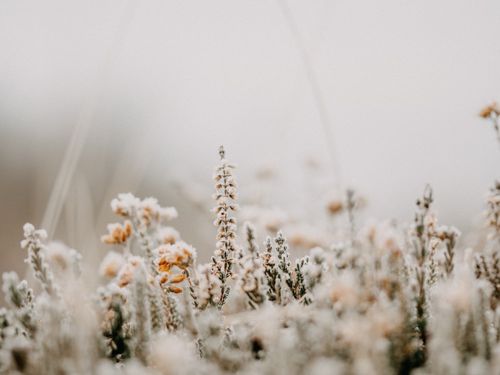 white flowers on brown grass