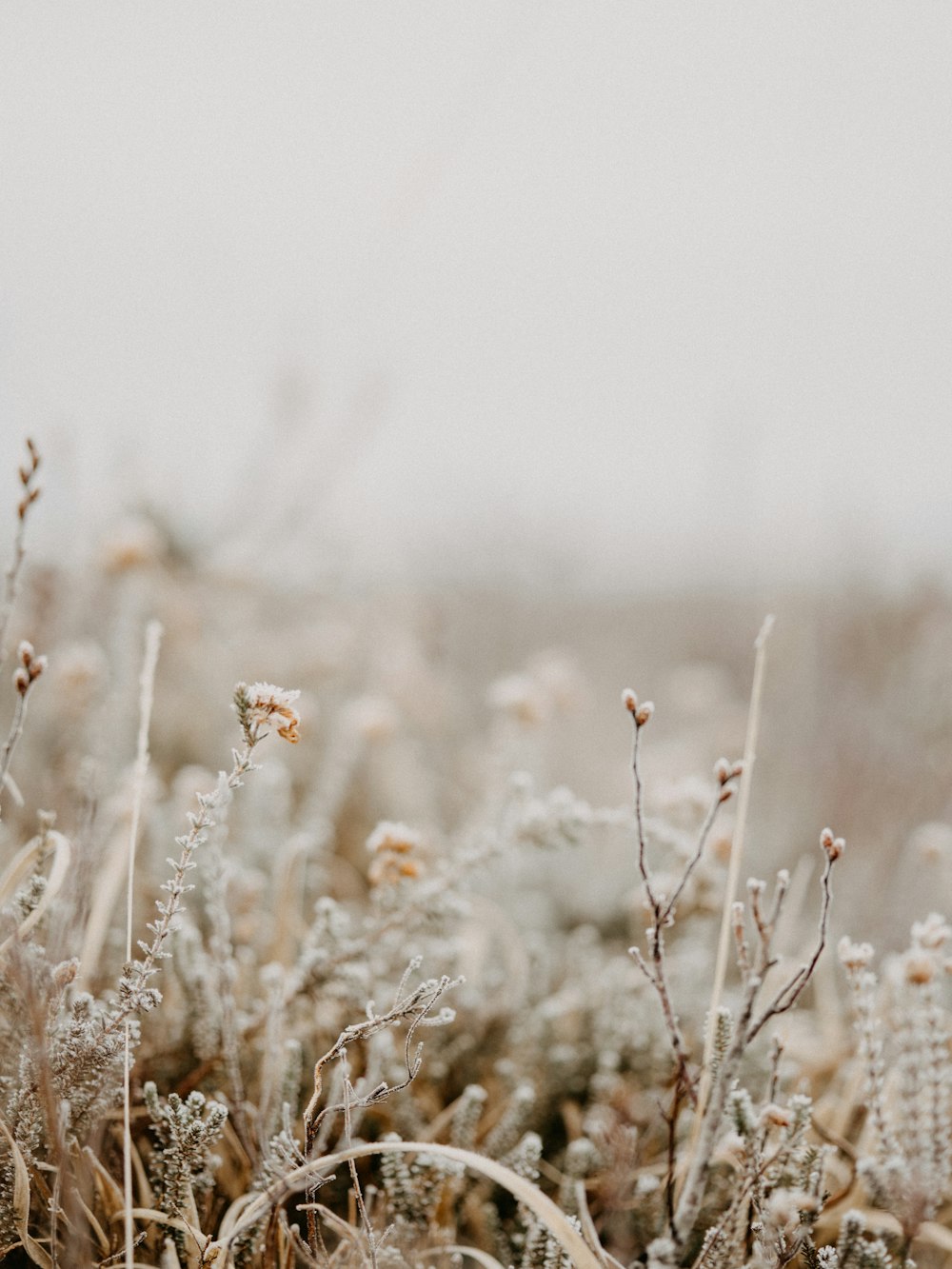 white flowers in tilt shift lens