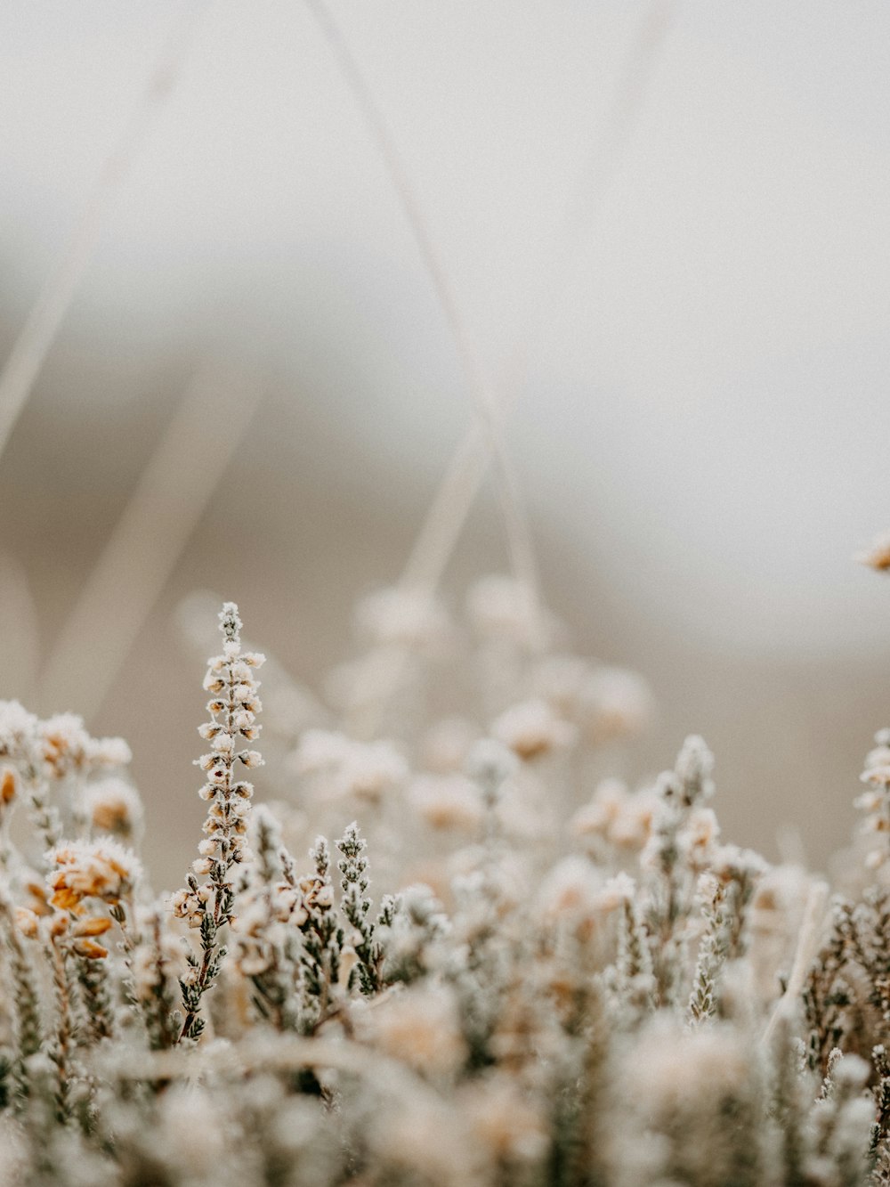 white flowers in tilt shift lens