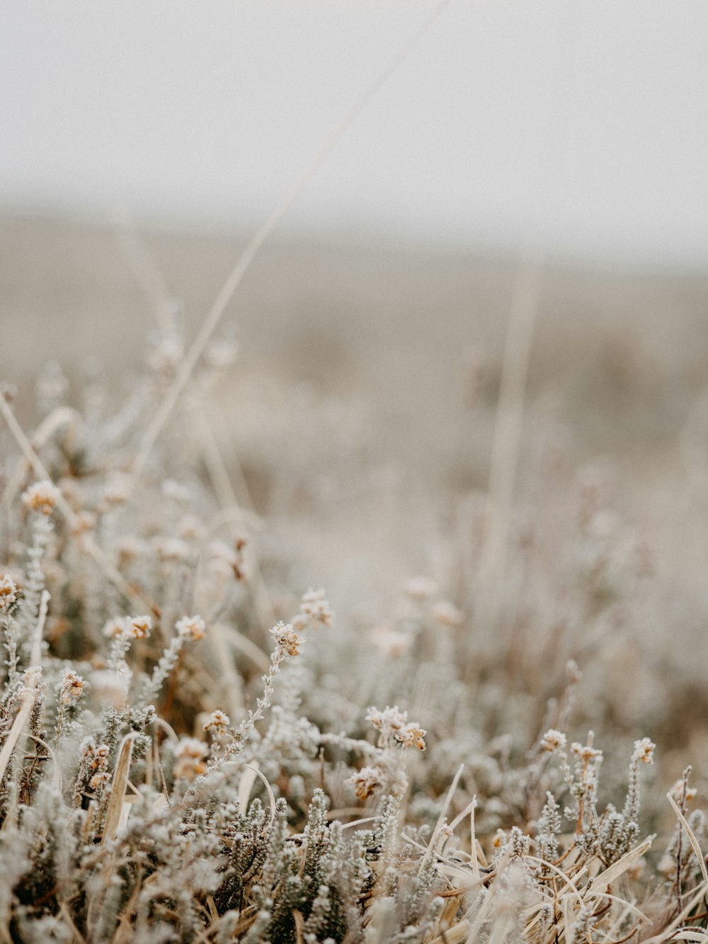 brown grass field during daytime