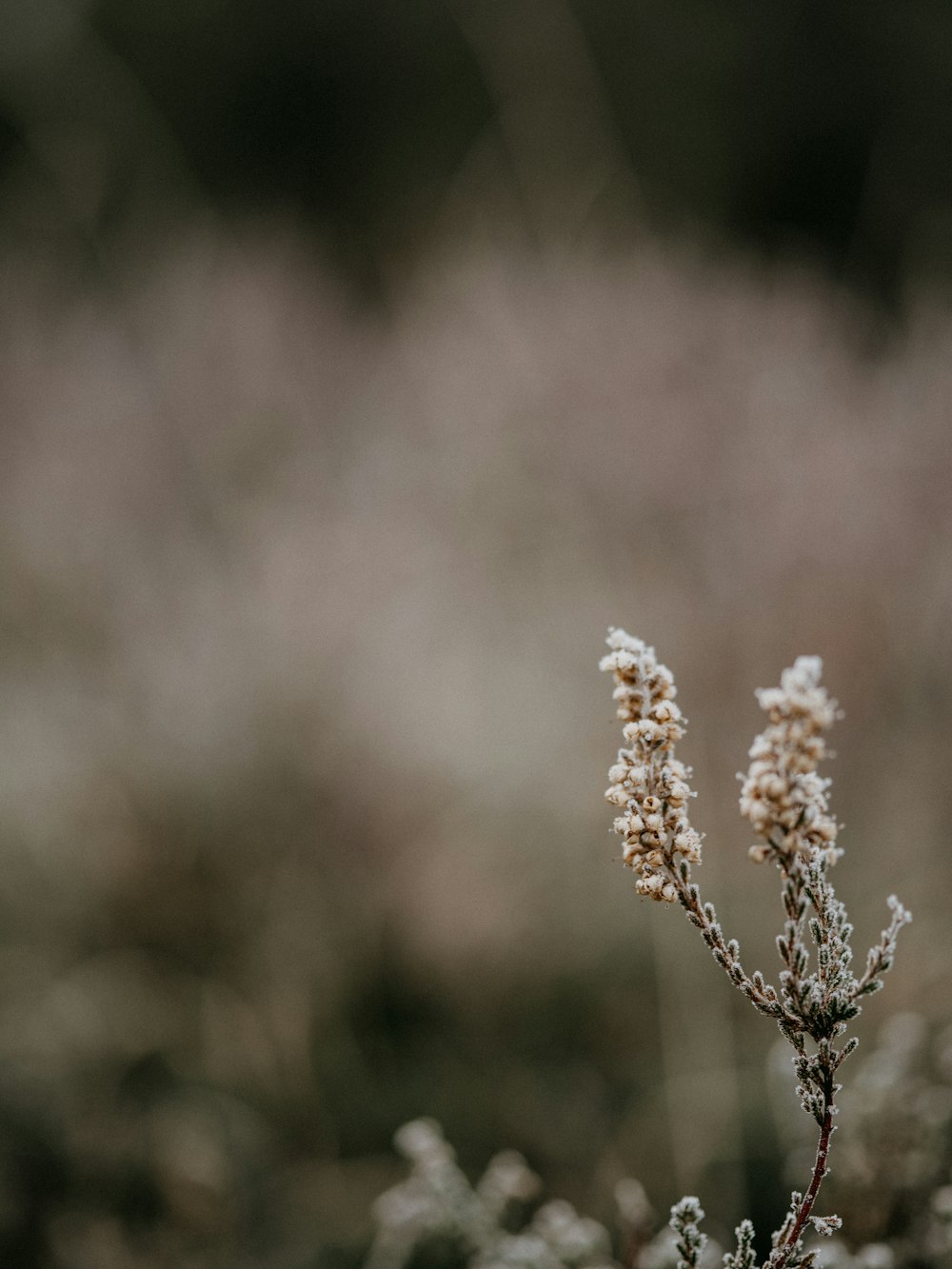 brown flower in tilt shift lens