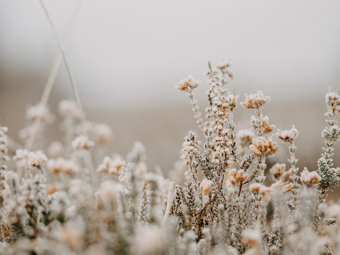 white flowers in tilt shift lens