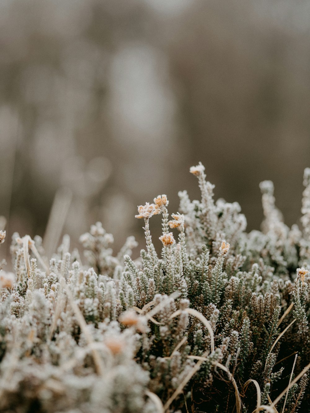 Flores blancas en lente de cambio de inclinación