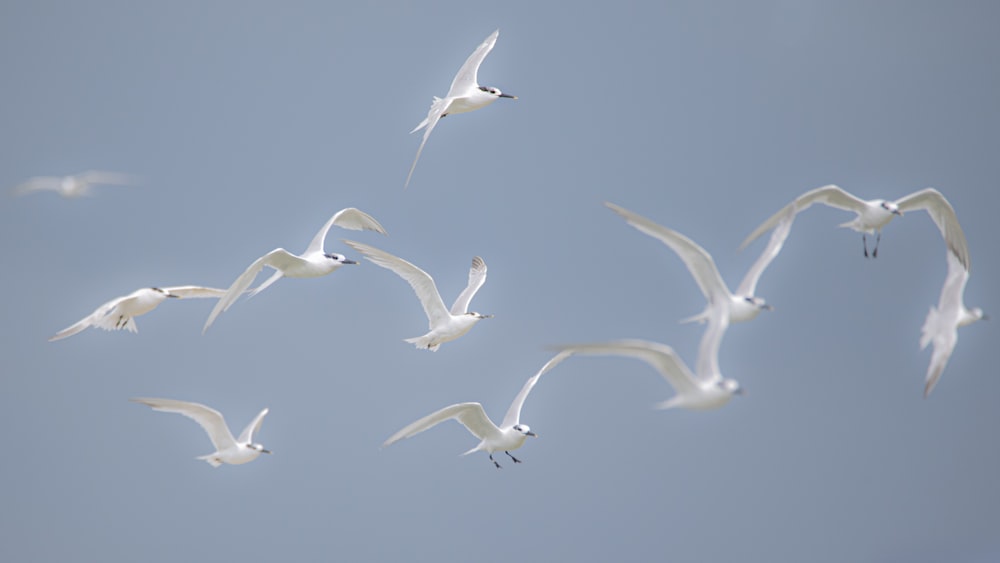 white birds flying during daytime