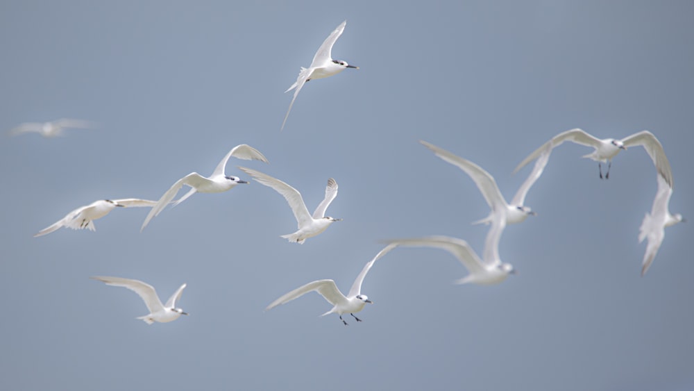 pájaros blancos volando durante el día