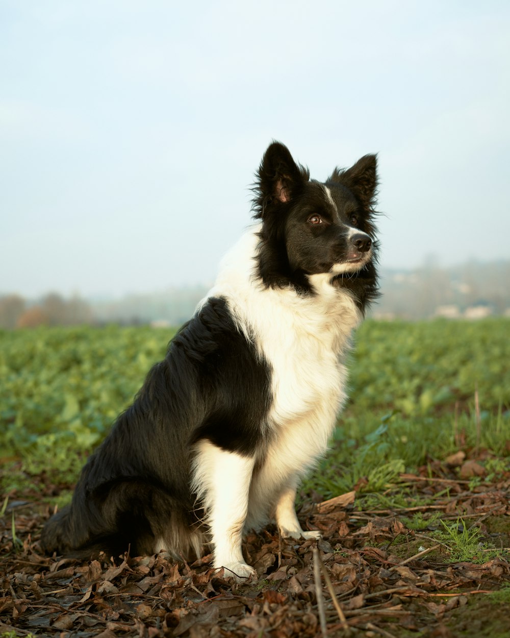 black and white border collie on green grass field during daytime