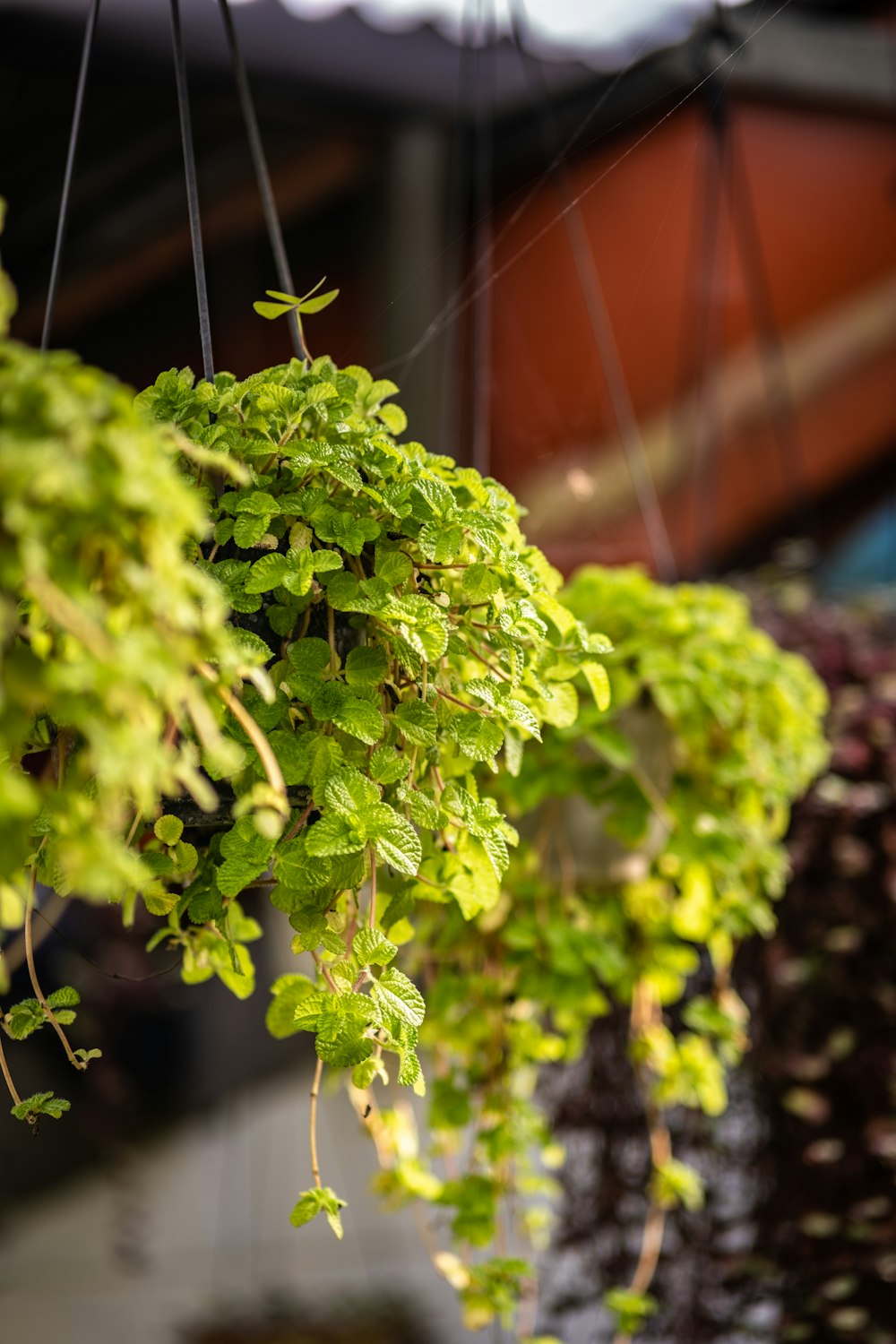 green plant in tilt shift lens