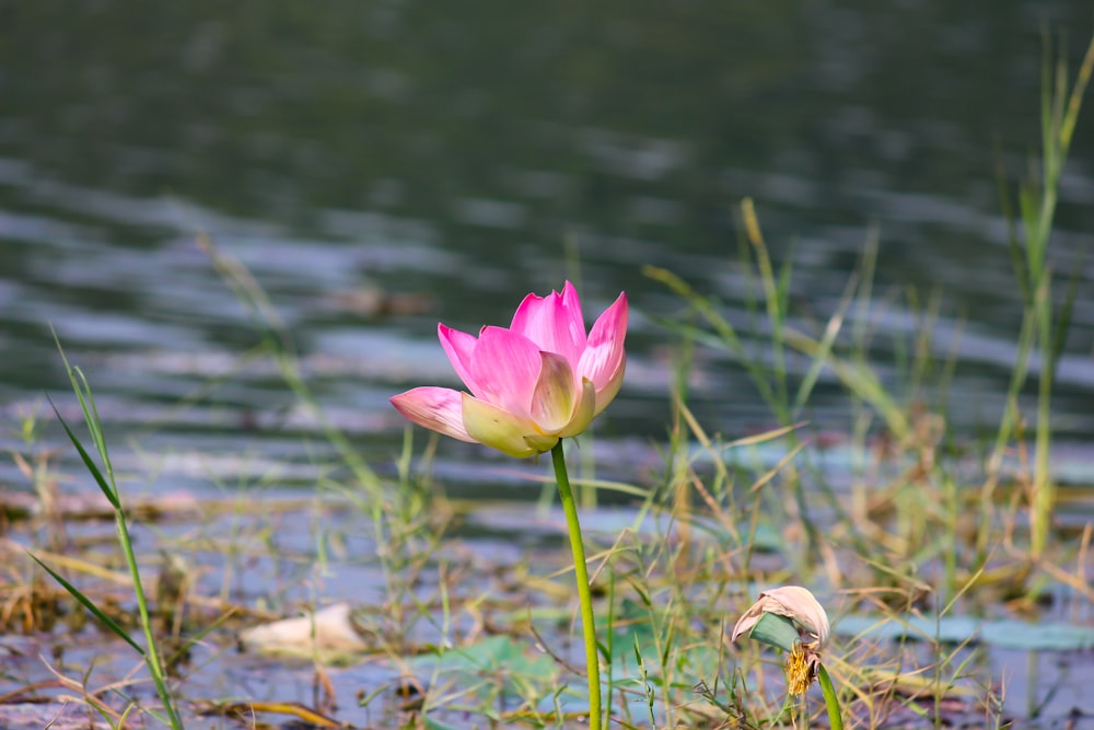 fleur de lotus rose en fleurs pendant la journée