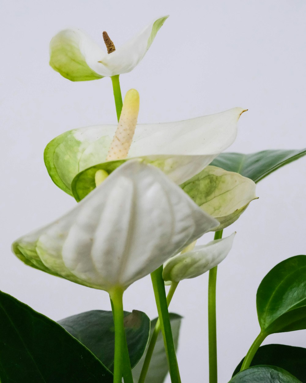 녹색 잎이있는 흰색과 녹색 꽃