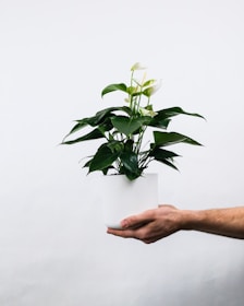 Potted plants, plant stands, home decor ideas, style your home with the best planters.