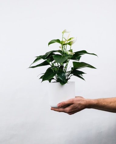 Potted plants, plant stands, home decor ideas, style your home with the best planters.