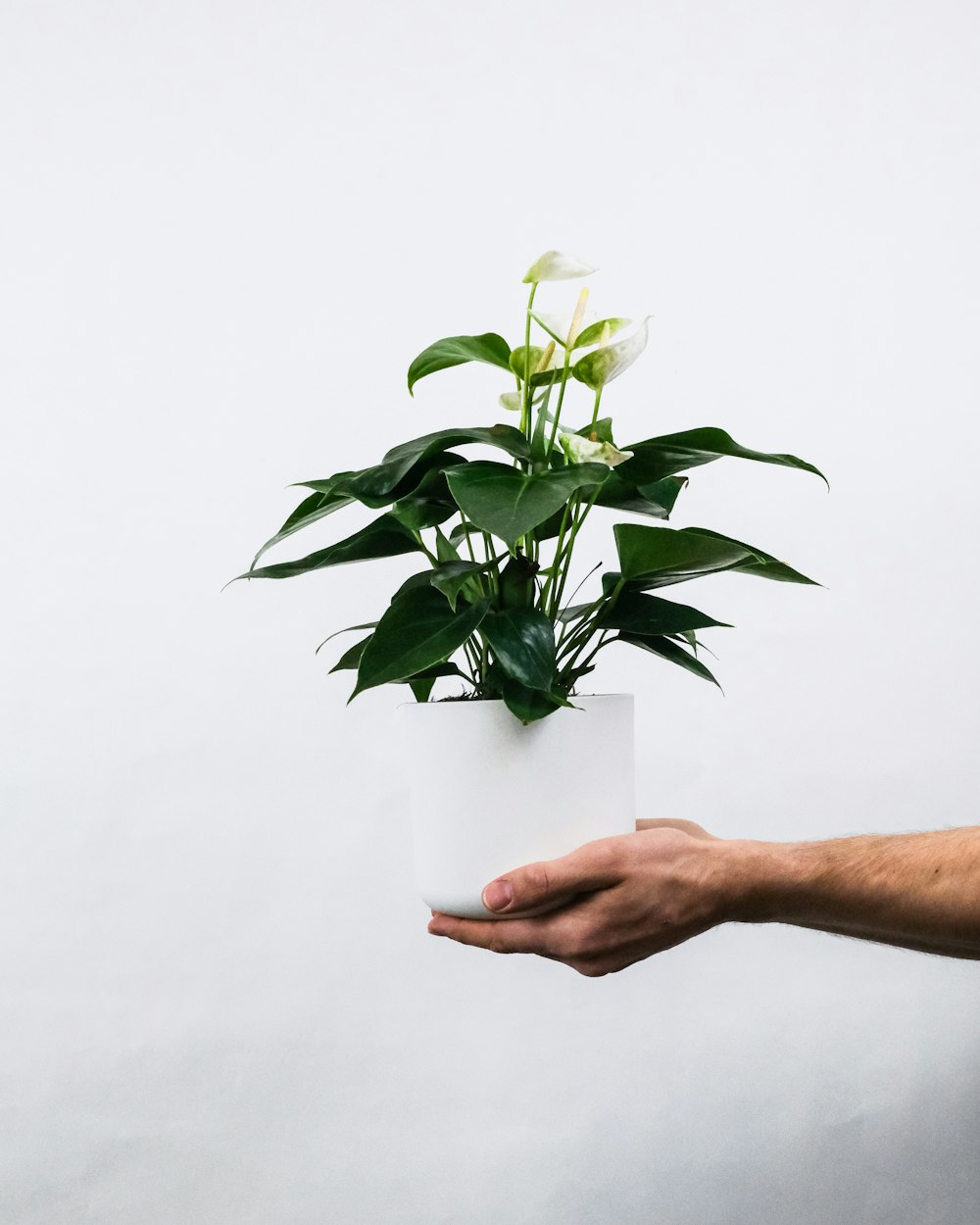 person holding green plant on white background