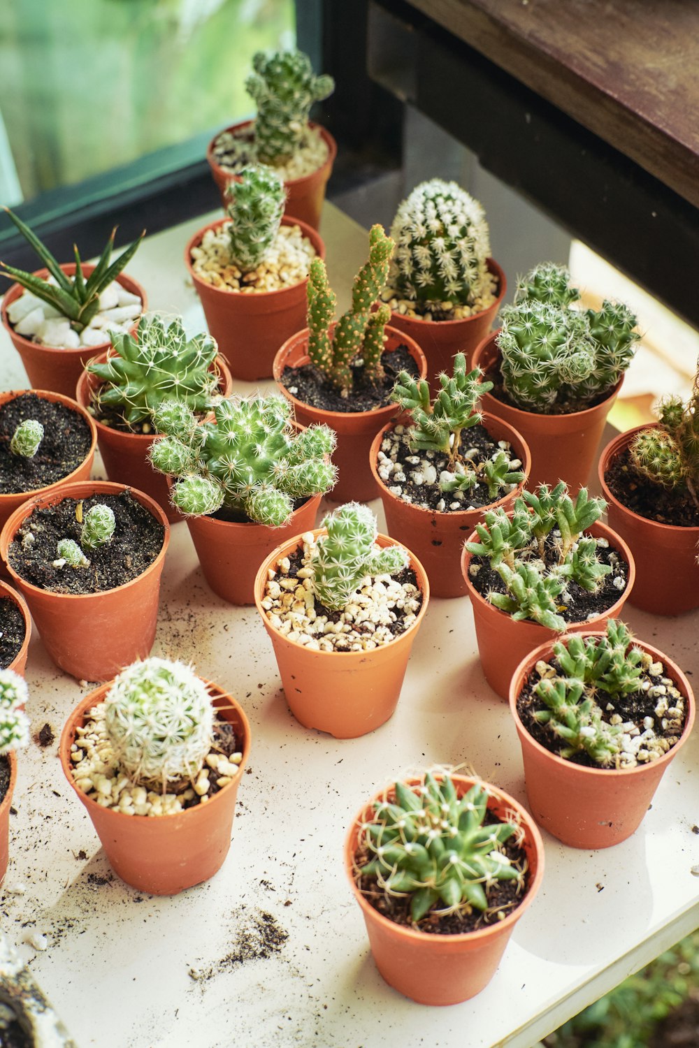 green potted plant on brown clay pot