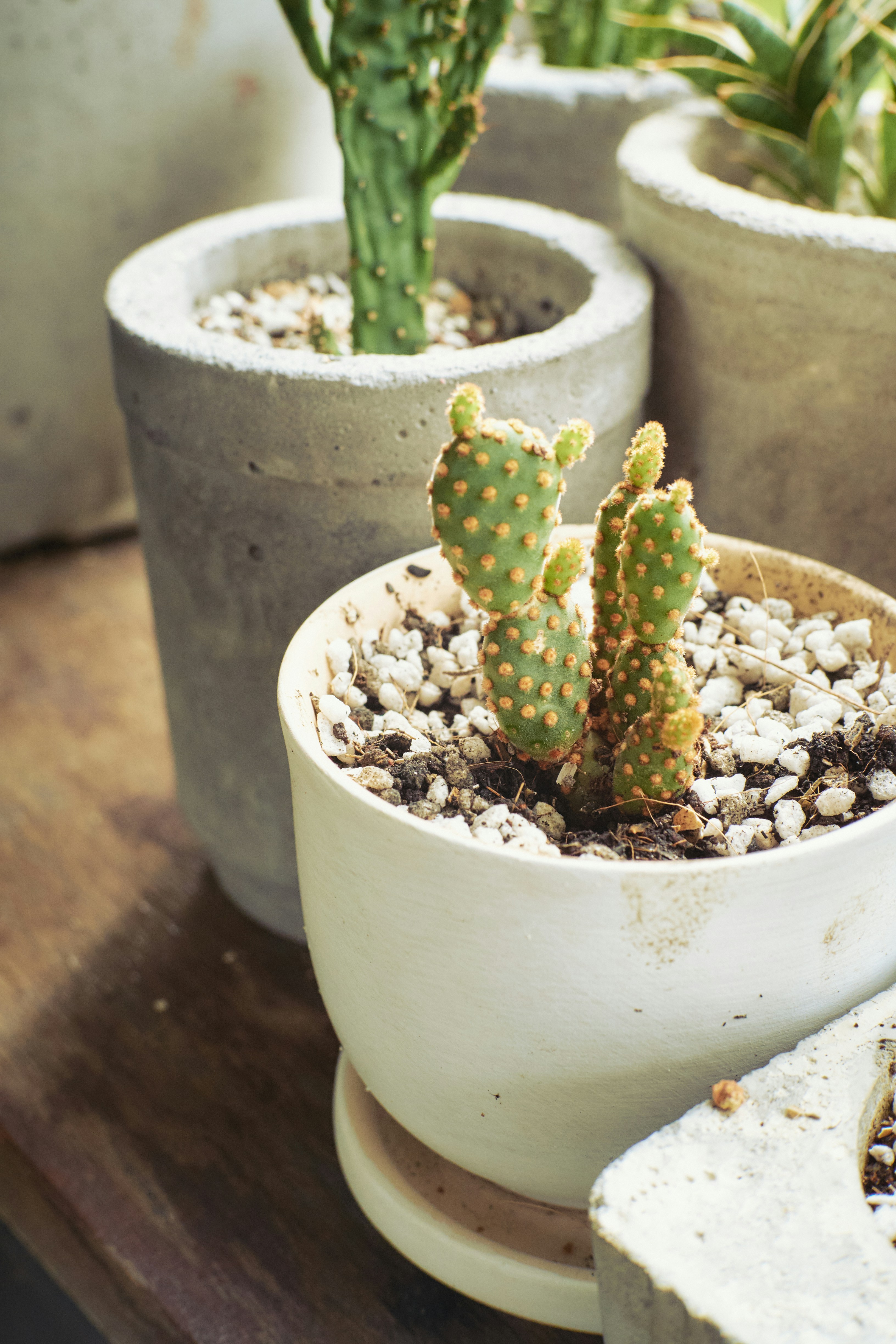 白い鉢に緑のサボテンの植物の写真 Unsplashで見つける工場の無料写真