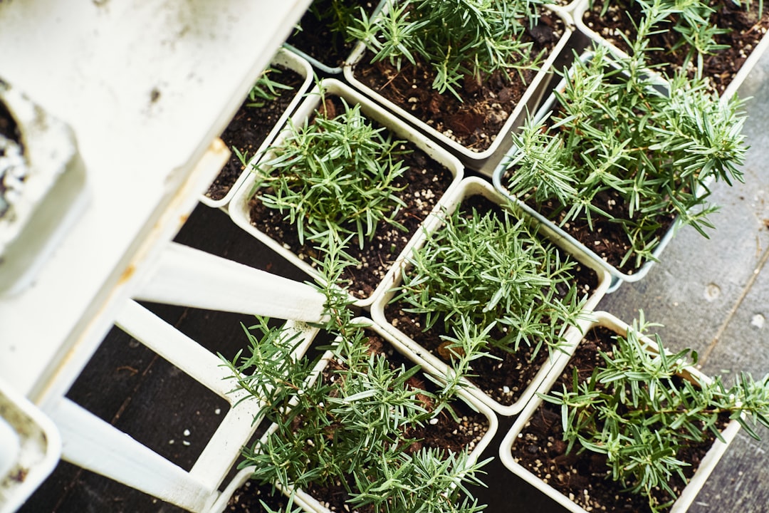 green plants on white plastic container