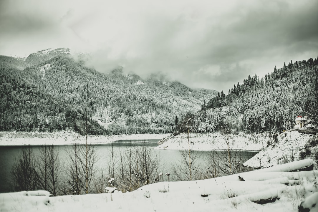 snow covered trees and mountains during daytime