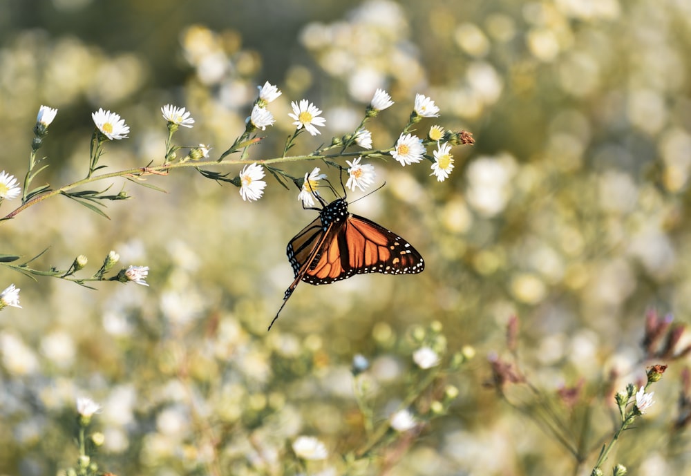 papillon monarque perché sur la fleur blanche en gros plan photographie pendant la journée