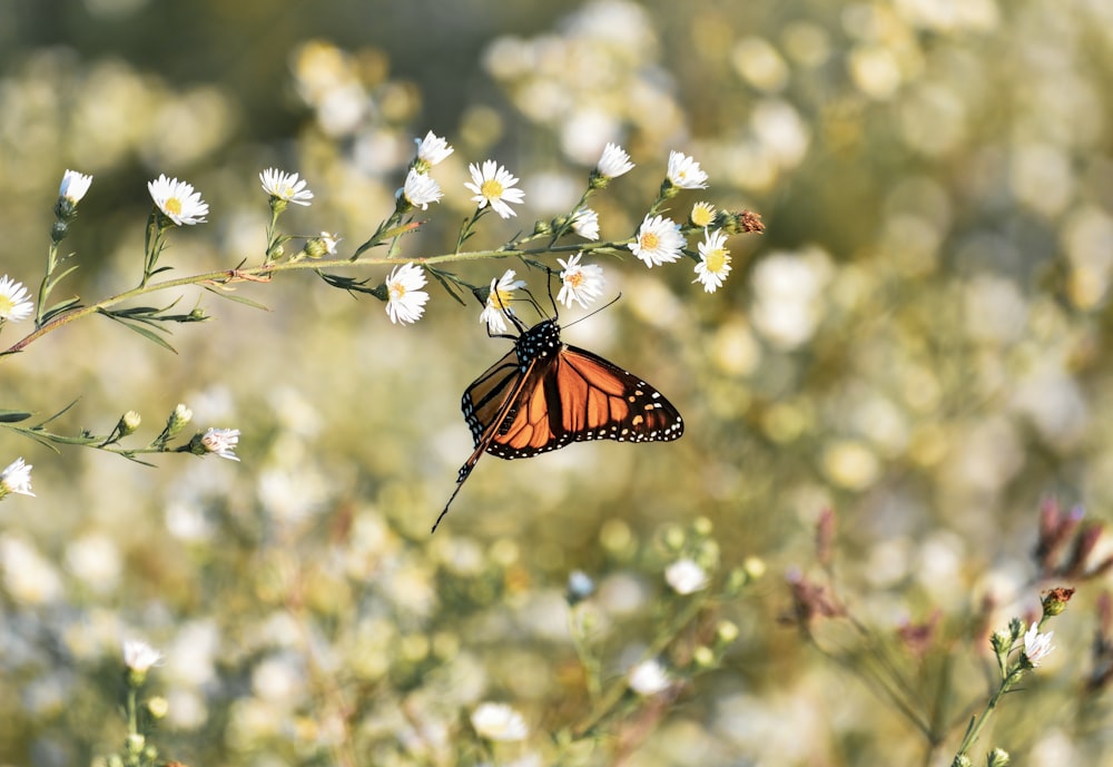 monarch butterfly perched on white flower in close up photography during daytime